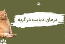 درمان دیابت در گربه