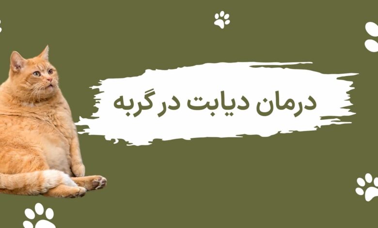 درمان دیابت در گربه