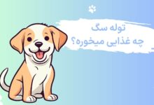 غذای توله سگ