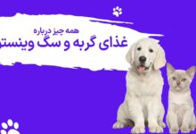 برند وینستون