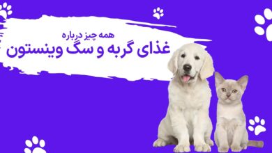 برند وینستون