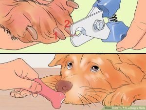 کوتاه کردن ناخن سگ