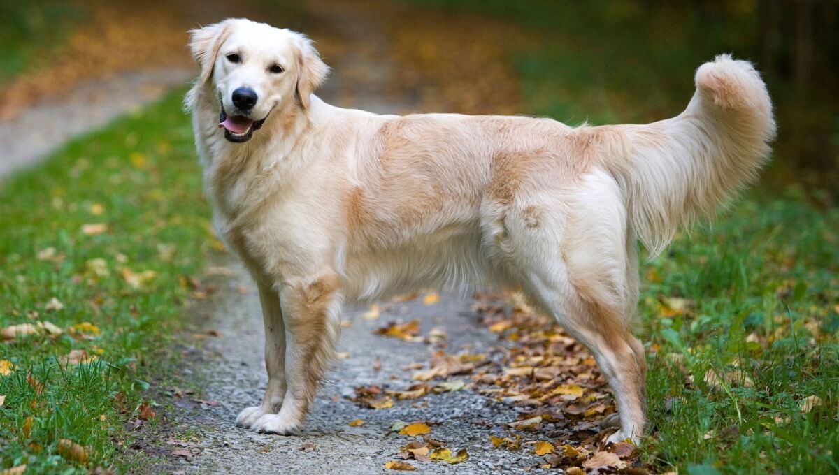 نژاد سگ گلدن رتریور