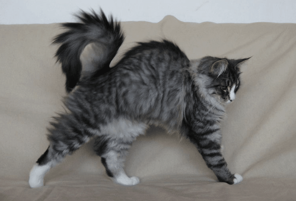 قهر گربه خانگی عصبانی