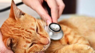 لیست بیماری های رایج در گربه + راه درمان