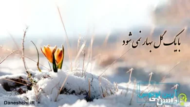 با یک گل بهار نمی شود