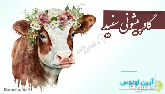 گاو پیشونی سفید