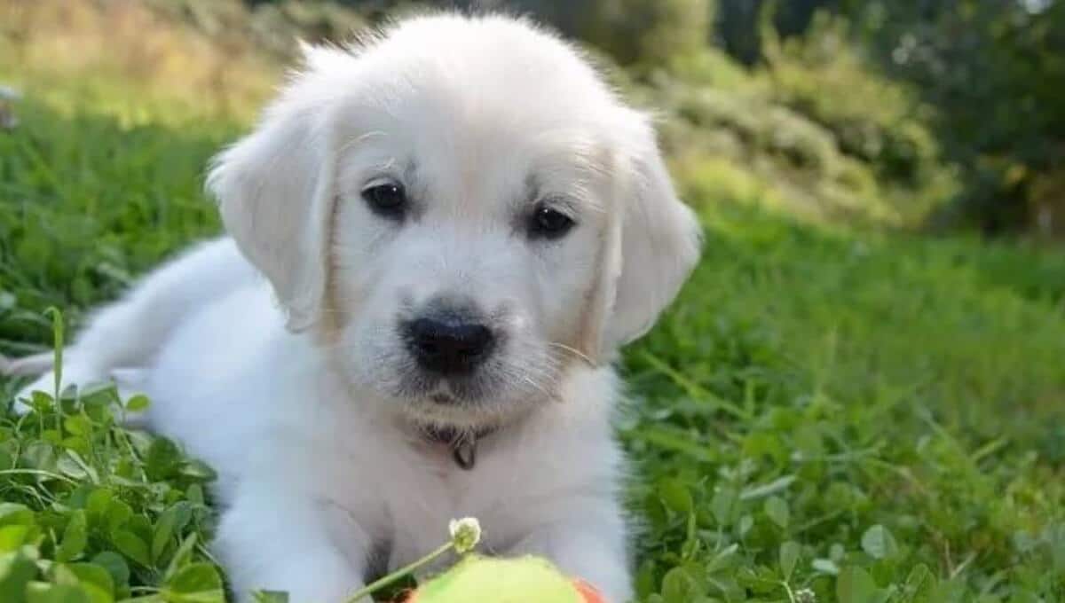 نژاد سگ گلدن 