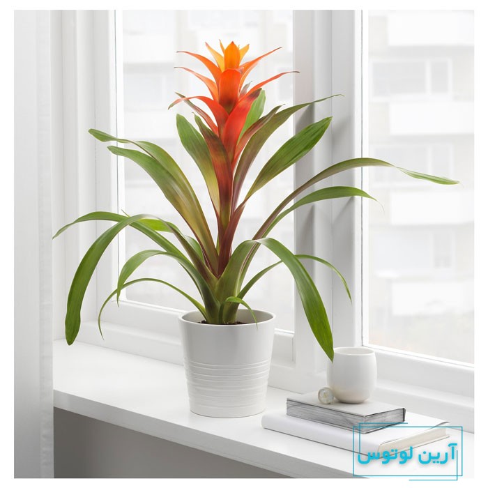 عکس گل خوشبختی