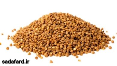 خواص گندم سیاه ؛ دانه‌ ای معجزه‌آسا برای سلامتی