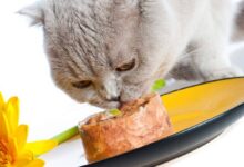 نحوه مصرف کنسرو گربه