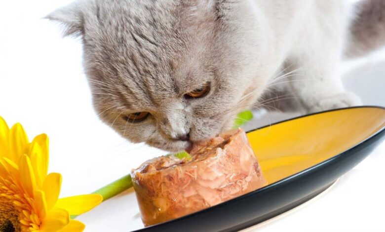 نحوه مصرف کنسرو گربه