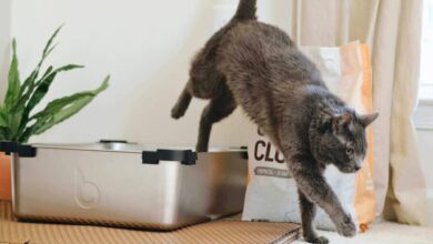 مشملات مدفوع گربه