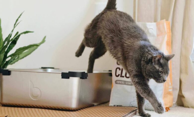 مشملات مدفوع گربه