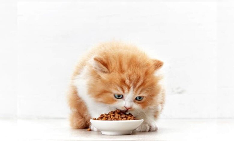 نحوه غذا دادن به گربه خانگی