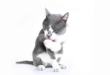 ریزش موی گربه