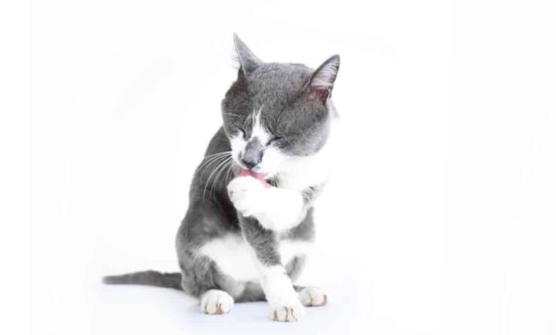 ریزش موی گربه