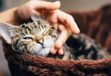 تربیت و آموزش گربه