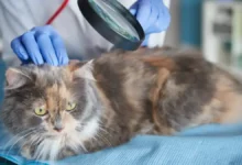 بیماری پوستی در گربه