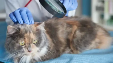 بیماری پوستی در گربه