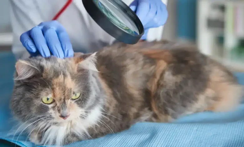 بیماری پوستی در گربه