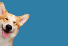 هزینه نگهداری سگ