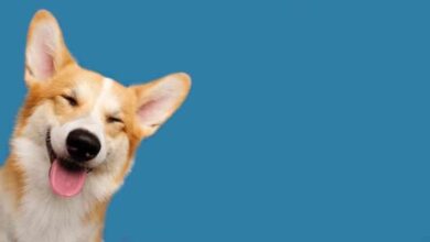 هزینه نگهداری سگ