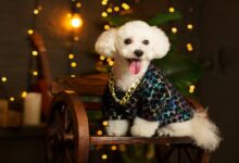 نژاد سگ بیچون فریز | معرفی سگ های آپارتمانی