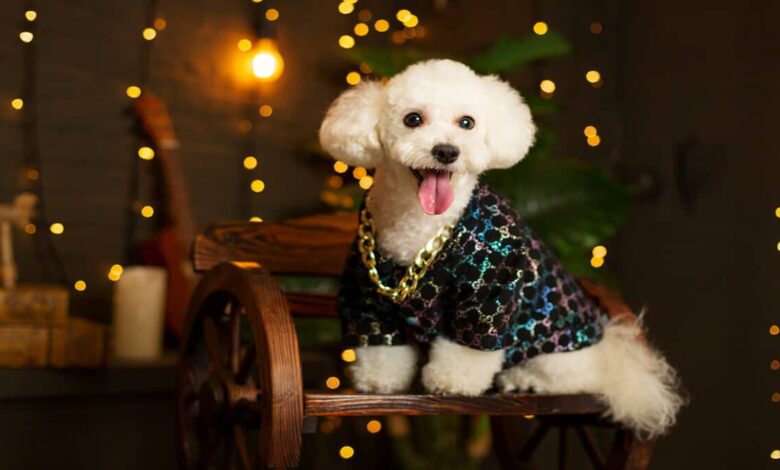 نژاد سگ بیچون فریز | معرفی سگ های آپارتمانی