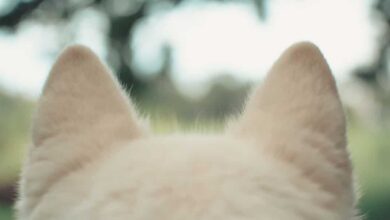 تمیز کردن گوش سگ