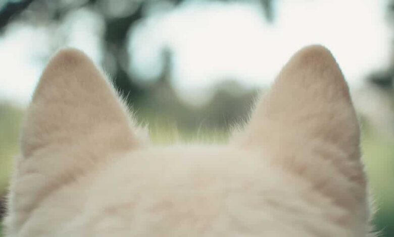 تمیز کردن گوش سگ