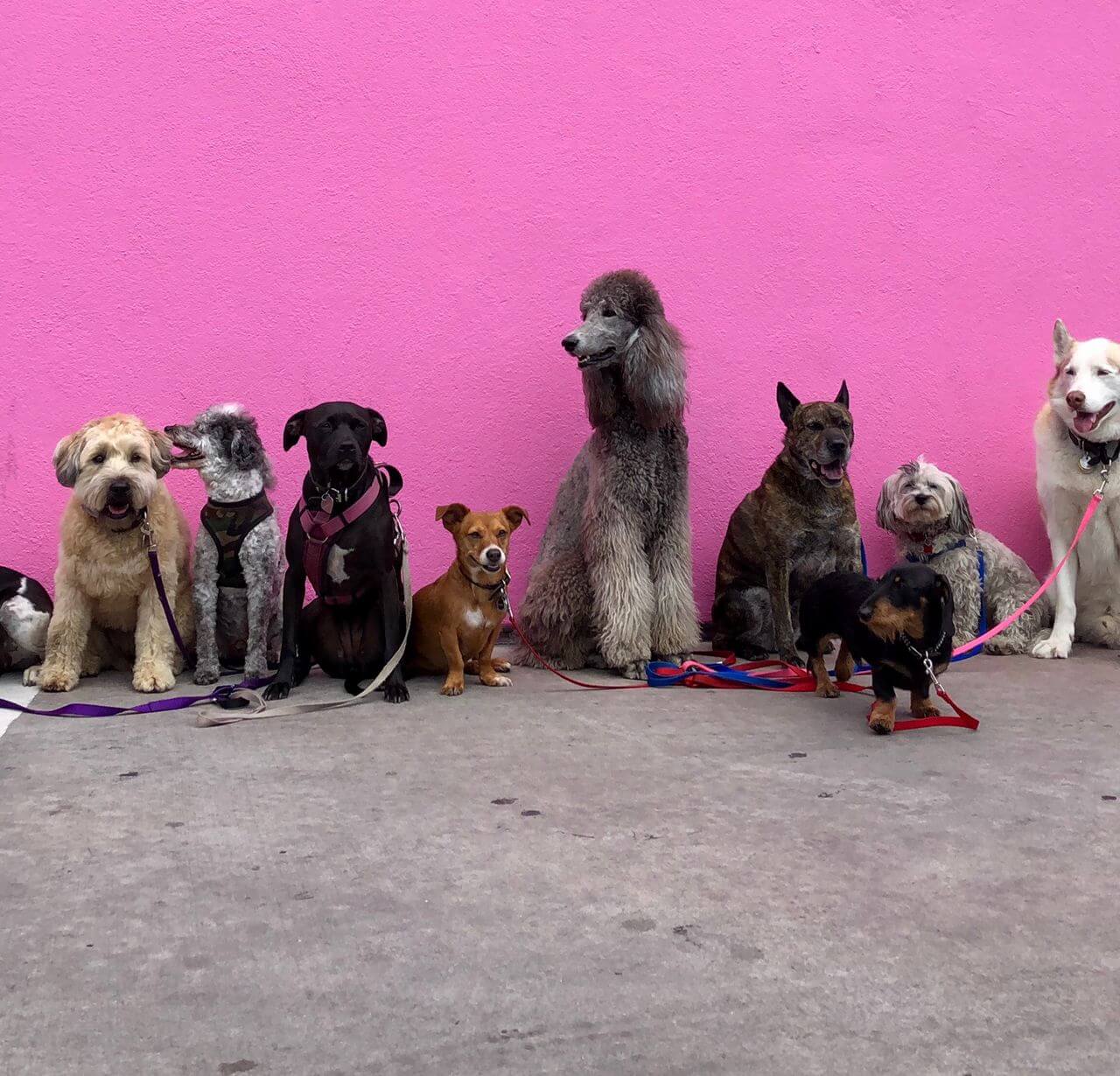 غذای سگ و گربه