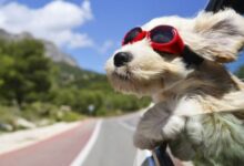 بّردن سگ به سفر