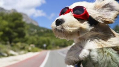 بّردن سگ به سفر