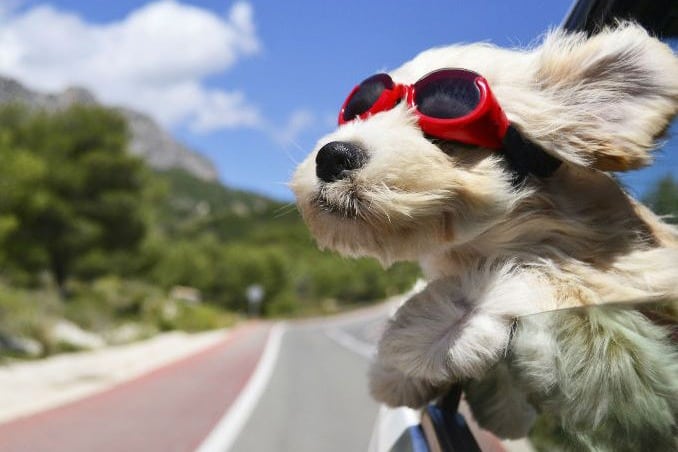 بّردن سگ به سفر