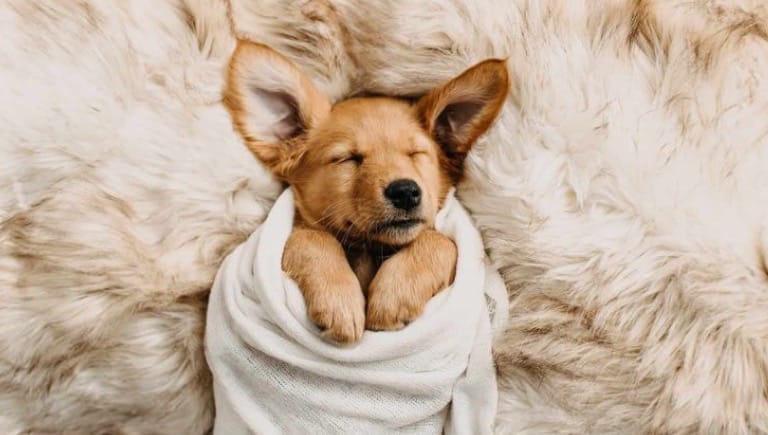 زایمان کردن سگ