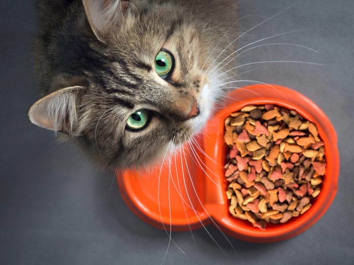 نکات مهم در خرید غذای خشک ایرانی گربه