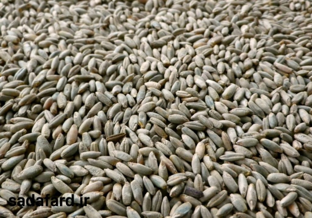 قیمت دانه چاودار چند است