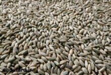 قیمت دانه چاودار چند است