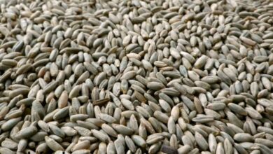 قیمت دانه چاودار چند است
