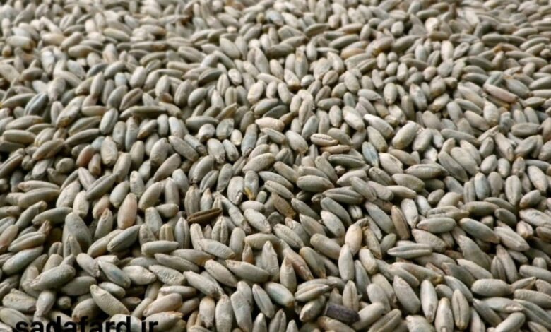 قیمت دانه چاودار چند است