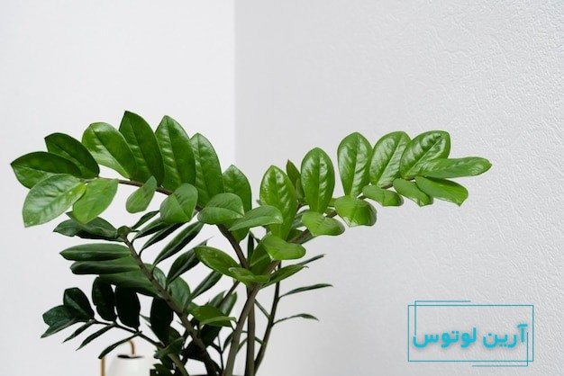 قوی ترین درمانگرها در فنگ شویی