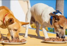 بهترین نوع کنسرو سگ و اطلاعات ضروری برای خرید آن