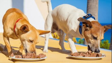 بهترین نوع کنسرو سگ و اطلاعات ضروری برای خرید آن