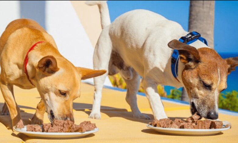 بهترین نوع کنسرو سگ و اطلاعات ضروری برای خرید آن