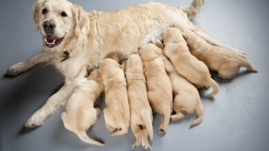 شیر دادن به توله سگ