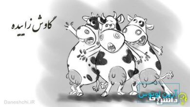 ضرب المثل گاوش زاییده