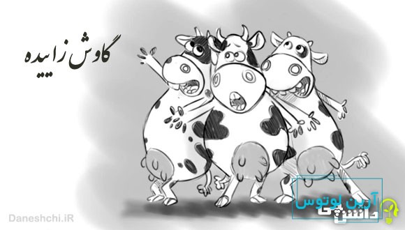 ضرب المثل گاوش زاییده