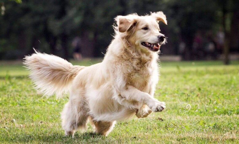 نژاد سگ پودل