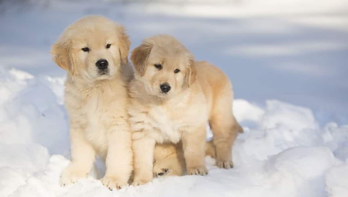 نژاد سگ گلدن رتریور